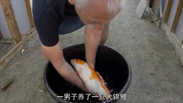20斤宠物锦鲤长了肿瘤，主人毫不犹豫，花上万元为鱼儿治疗 