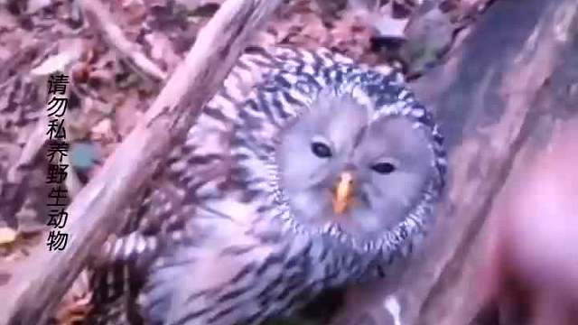 知恩图报的猫头鹰，开启了报恩之路