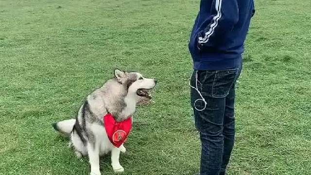 很多人问我养它干嘛，对我而言它是我的家人，朋友，感谢陪伴