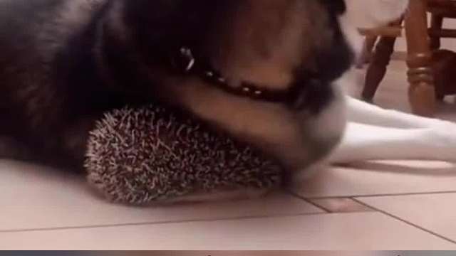 我发布了一个新视频，快来围观吧！