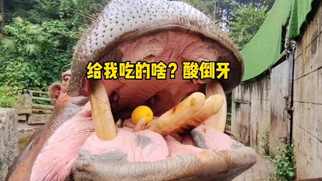 老河 -给我吃的什么海克斯科技？酸倒牙了都！搞笑配音