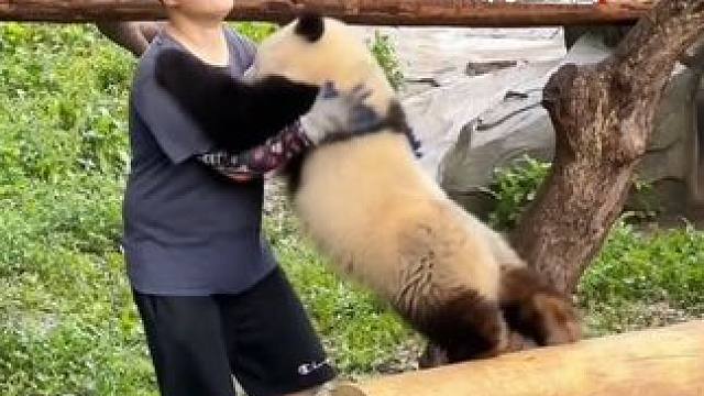 大熊猫悬空跳跃”熊抱“奶妈，网友：原来这就是双向奔赴