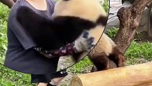 大熊猫找奶妈“要抱抱”，奶妈脸都皱了……，网友：对自己的体重一无所知。