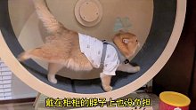 又来当猫了（话痨猫）