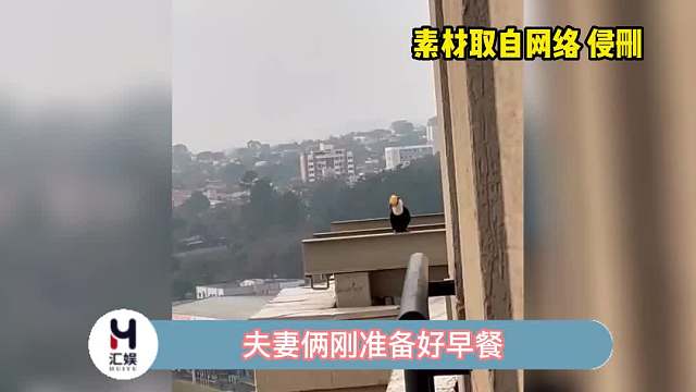 虽然但是它的嘴巴好像一个芒果啊！