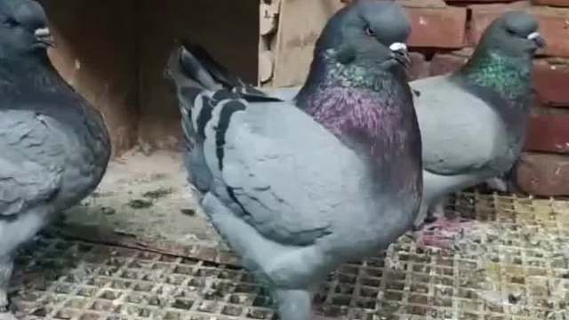 好怕鸽子一脚把我踩si啊！