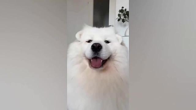 萌宠的高光时刻