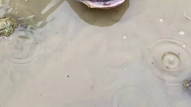 你吃过鱼鳞吗？油炸鱼鳞真的好吃！