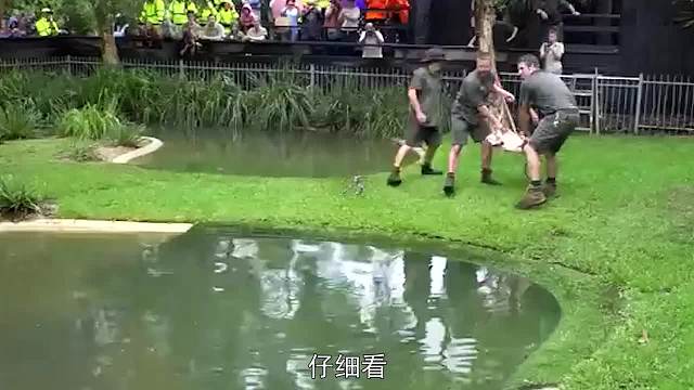 朝平静水面扔一块肉，结果一“猛兽”猛窜而出，瞬间吓得心颤颤！