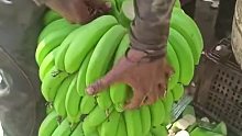 带你看看香蕉的采摘过程