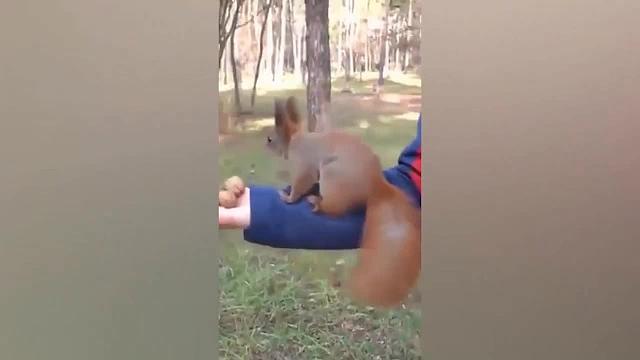 动物那些迷惑行为你知道吗，太逗了！