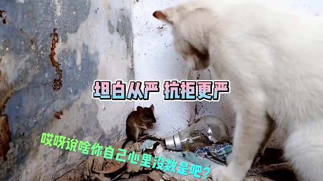 这真是坦白从严，抗拒更严啊！动物搞笑配音