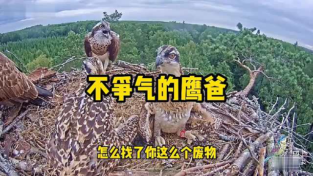 老鹰被媳妇一顿骂！太真实了！