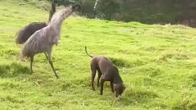 大鸟经常欺负农场里的动物，直到有一天摔断了腿。