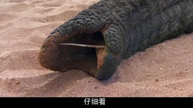 大象的鼻子被铁钉卡住，躺在地上奄奄一息，终于等到救助人员到来