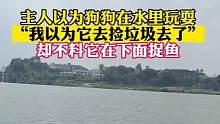 主人以为狗狗在水里玩要，“我以为它去捡垃圾去了”，却不料它在下面捉鱼