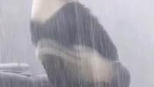好想像熊熊一样淋场大雨#淋雨的熊猫 #淋雨的感觉 #伤心