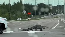 鳄鱼在公路上悠闲散步