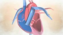 你想知道心脏是怎么跳动的吗？