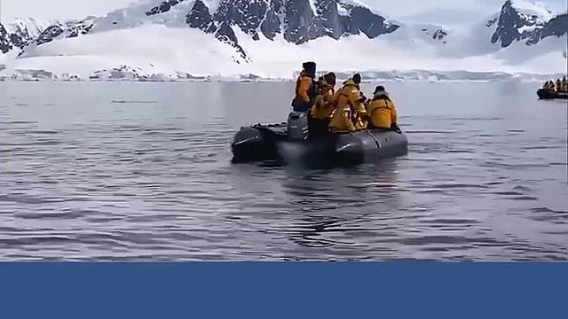 企鹅遭虎鲸追捕，危急时刻跳上游客小船