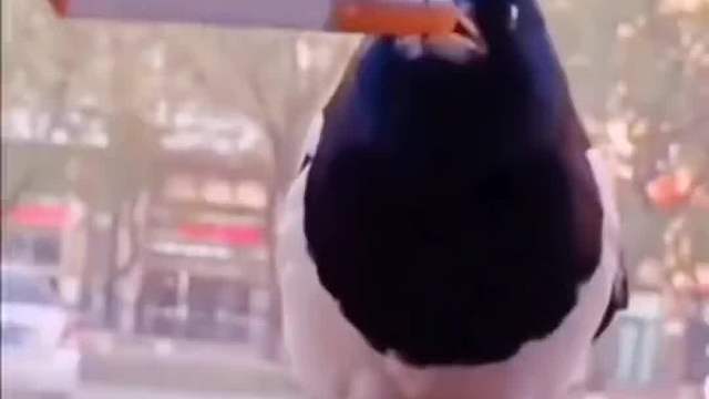 大哥穷途末路了……#搞笑配音#搞笑#搞笑视频