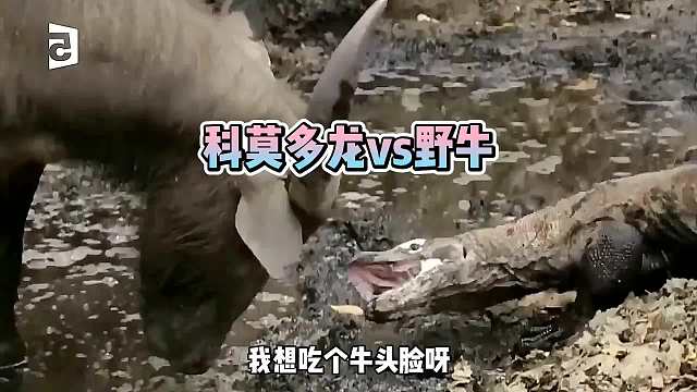 牛老二报了一个号为何把沉罐蜥吓跑？