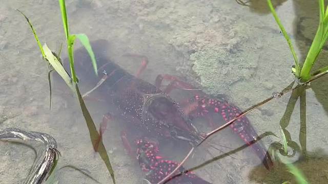  不去尾田螺VS不去头小龙虾！一个字！真香！