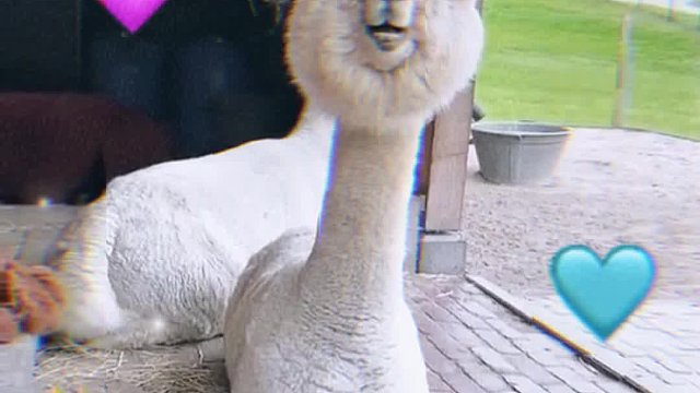 羊驼：你再看！？嘿~tui！