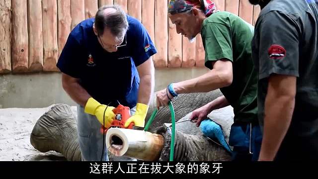 大象长了蛀牙感染，救援小哥医治无效，最后只能采取非常手段！