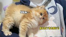 不需要你懂事～健康开心就行小奶猫的成长日记米努特矮