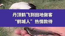 5月28日黑龙江齐齐哈尔，丹顶鹤飞到田地做客，“鹤城人”热情款待#丹顶鹤 #人与自然和谐共处