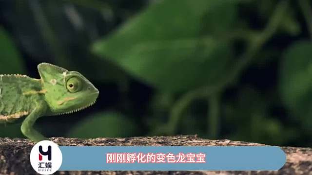 刚刚孵化的变色龙宝宝与它的第一次变色