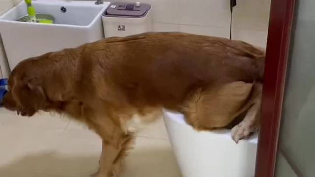这狗每天都要和我争厕所
