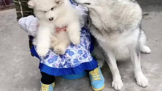 顶嘴这块没有输过