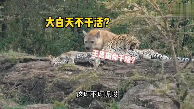 豹桂兰后继有人了，打工豹的衣钵可以传下去了！