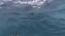 鲸鱼超声波震晕鱼群，路过渔民趁机捡漏