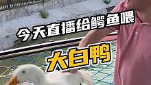 今天直播给鳄鱼喂大白鸭#鳄珍 #鳄鱼