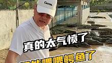 真的太气愤了只能喂喂鳄鱼了#鳄珍 #鳄鱼