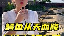 深圳鳄鱼从天而降，真的是压力大吗？#鳄鱼从天而降 #鳄珍 #鳄鱼