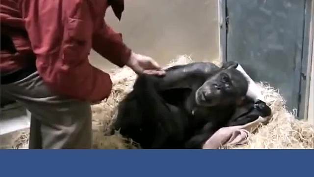 59岁高龄黑猩猩临终前与陪伴自己40多年的饲养员告别