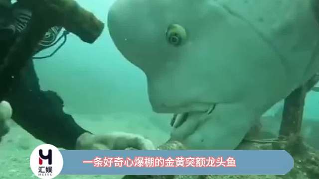 真是充满好奇心的一张脸