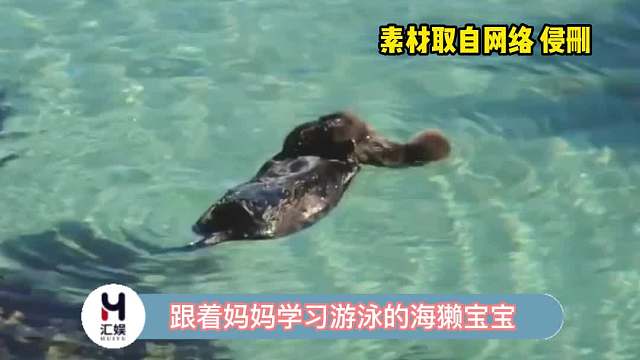 海獭宝宝好像一只猕猴桃啊！