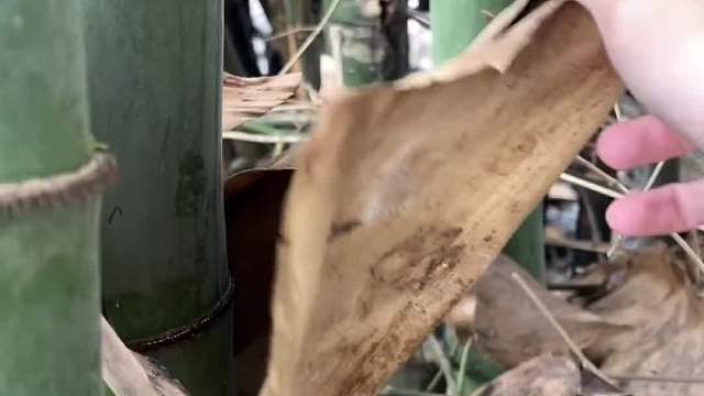  竹壳榴莲你吃过吗？一个字真香！