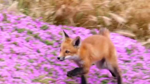 这什么神仙画面~~！！童话照进现实啦！