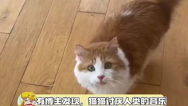 马住这段音乐，给你家主子试试