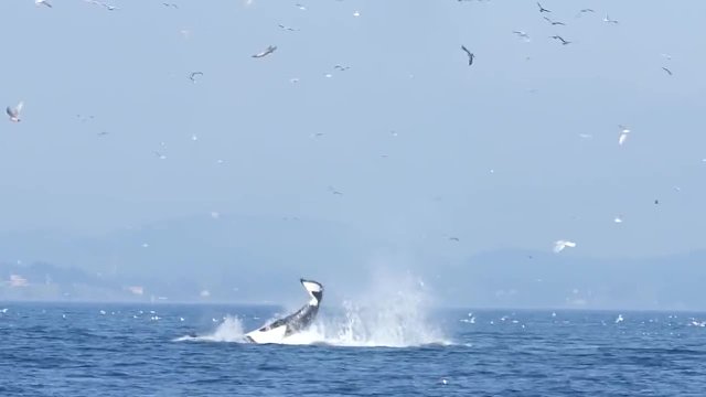 海豹被虎鲸扔上百米高空，空中自由旋转5圈才落下，这是多大的仇