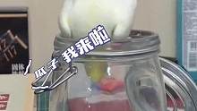 近日，北京，贪吃鹦鹉被瓜子诱惑，掉进瓶子里出不来。