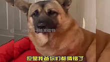 狗子：我到底是个啥玩意儿