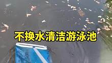 看看老外如何不换水清洗一个很脏的游泳池 #解压 #清洗游泳池 #夏天