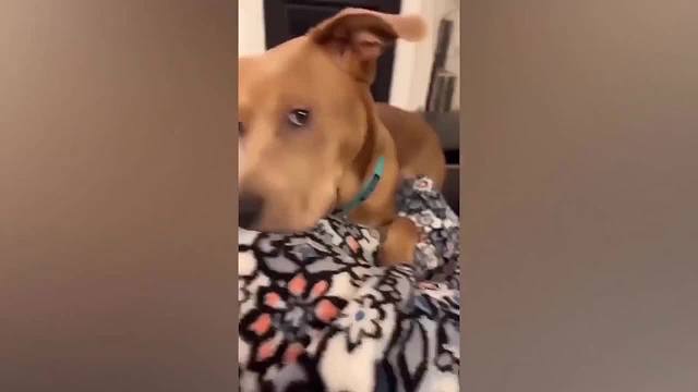 动物那样让人哭笑不得的搞笑瞬间